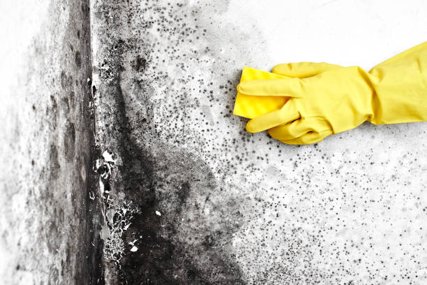 Best Attic Mold Removal  in Cedar Hills, UT