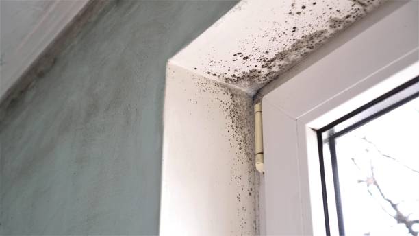 Mold Testing and Removal in Cedar Hills, UT