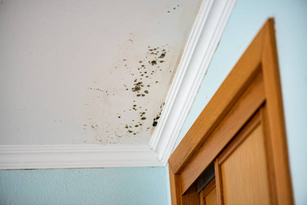 Best Toxic Mold Removal  in Cedar Hills, UT