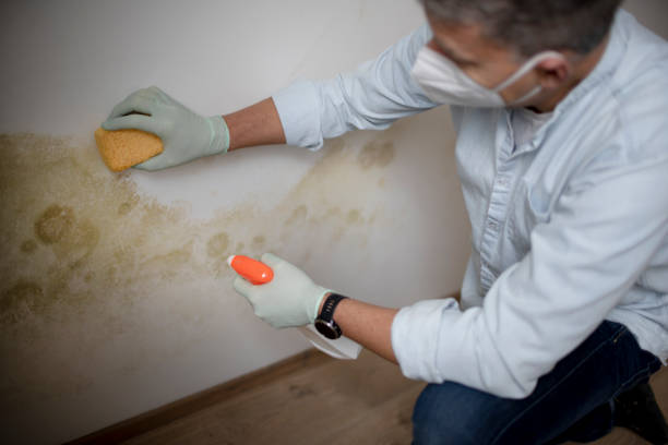 Best Certified Mold Removal  in Cedar Hills, UT