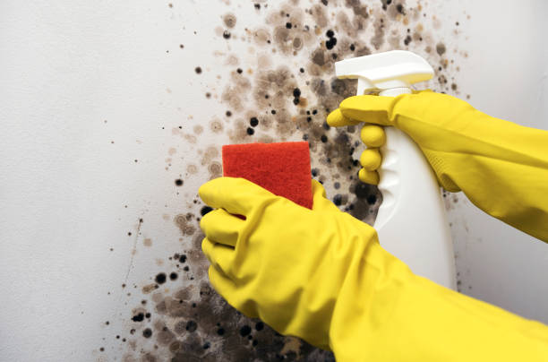 Best Crawl Space Mold Removal  in Cedar Hills, UT