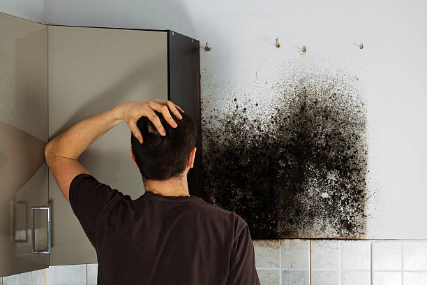 Best Residential Mold Removal  in Cedar Hills, UT
