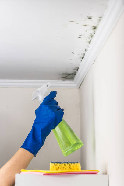 Certified Mold Removal in Cedar Hills, UT