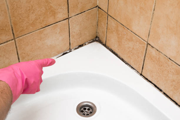 Best Black Mold Removal  in Cedar Hills, UT